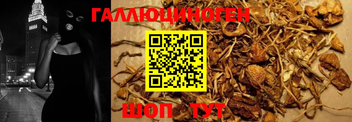 Коркино  Псилоцибиновые грибы Psilocybe  Вход с VPN 
